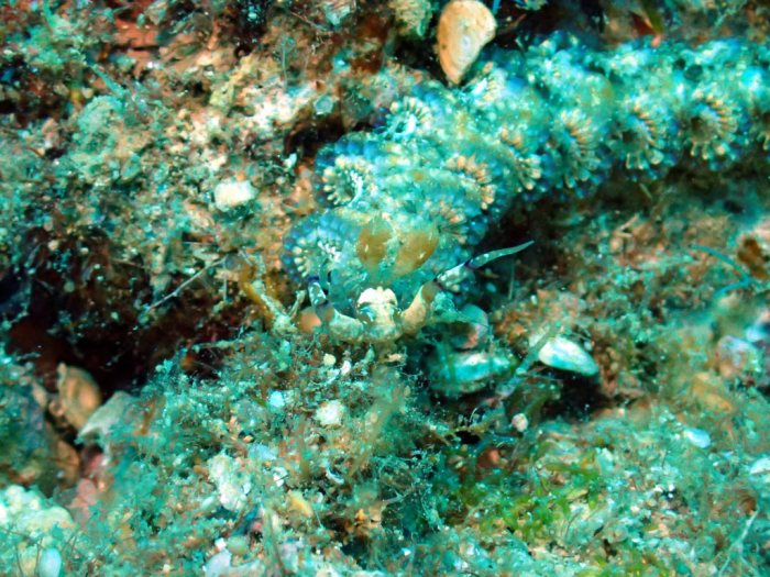 Pteraeolidia ianthina