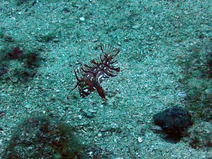 Novaculichthys taeniourus