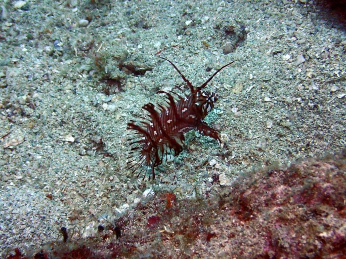 Novaculichthys taeniourus