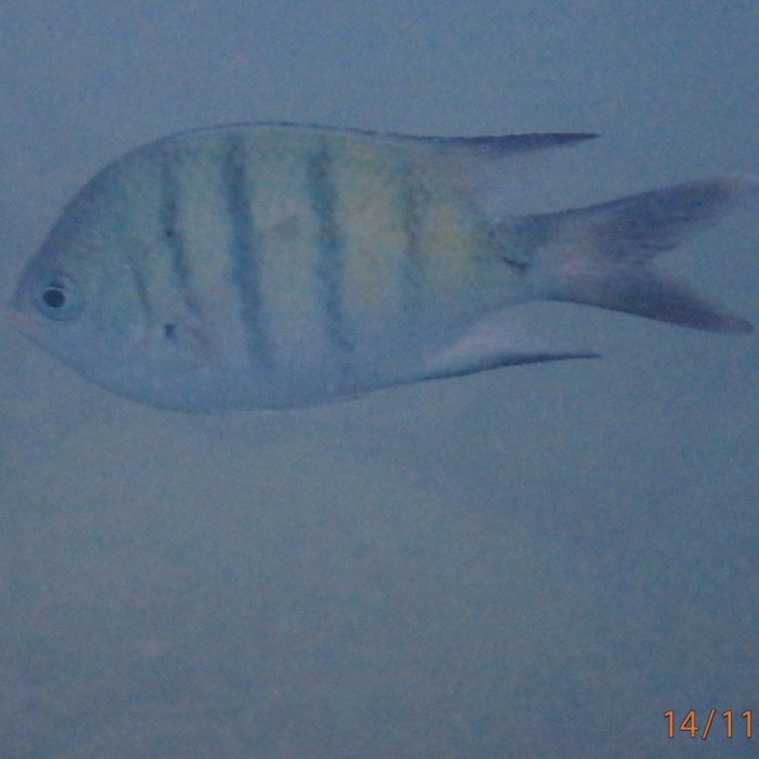 Abudefduf whitleyi