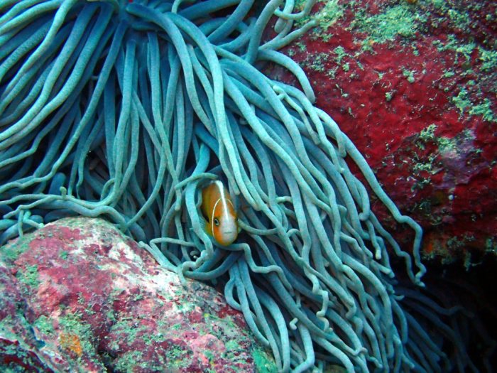 Amphiprion perideraion