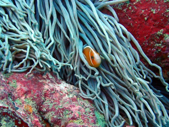 Amphiprion perideraion