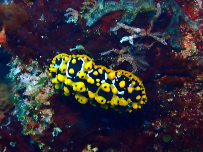 Phyllidia ocellata