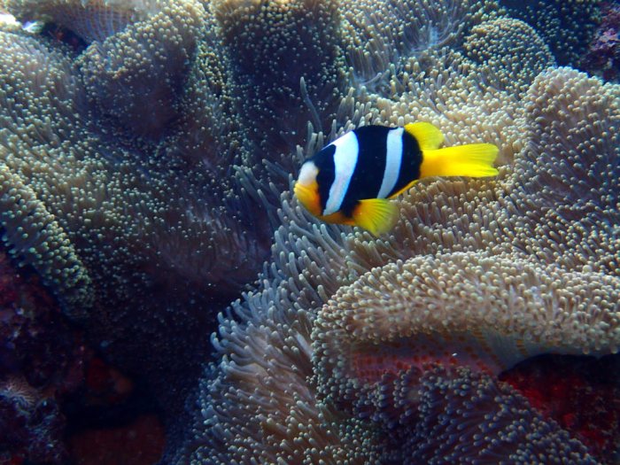 Amphiprion clarkii