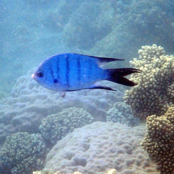 Abudefduf whitleyi