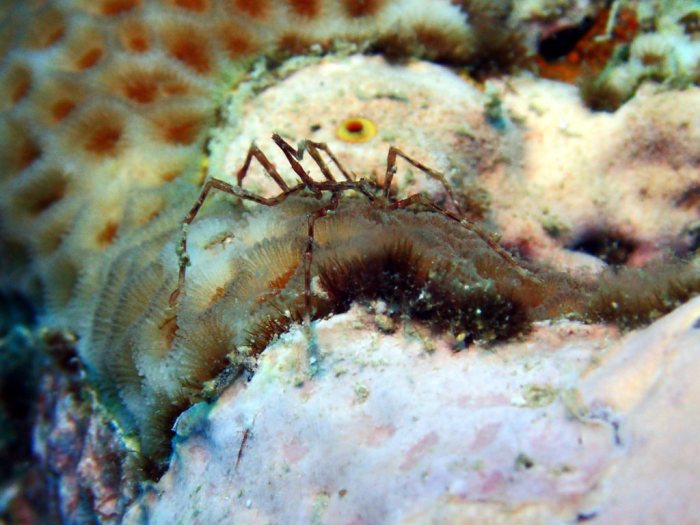 Pallenopsis virgata
