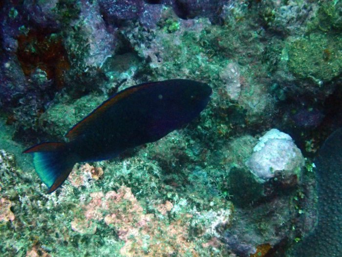 Poisson-perroquet