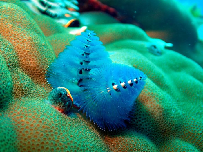Spirobranchus corniculatus