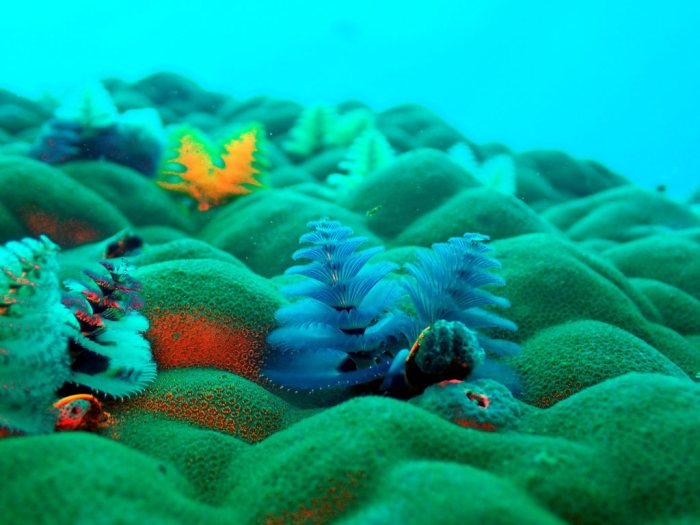 Spirobranchus corniculatus