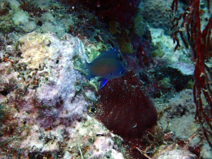 Poisson-demoiselle