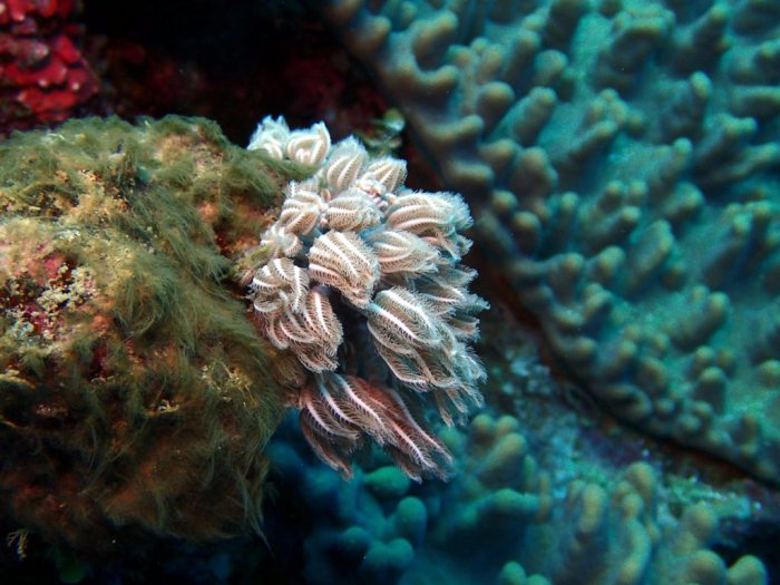 Crinoïde
