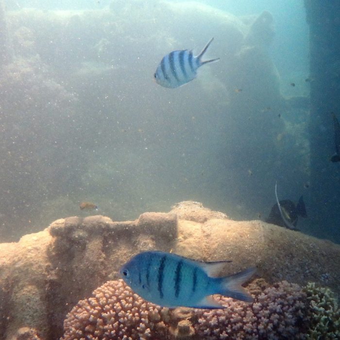 Abudefduf whitleyi
