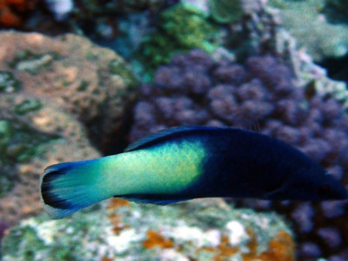 Labroides bicolor