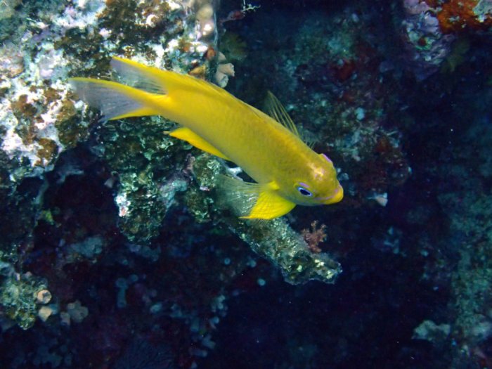 Pomacentrus moluccensis