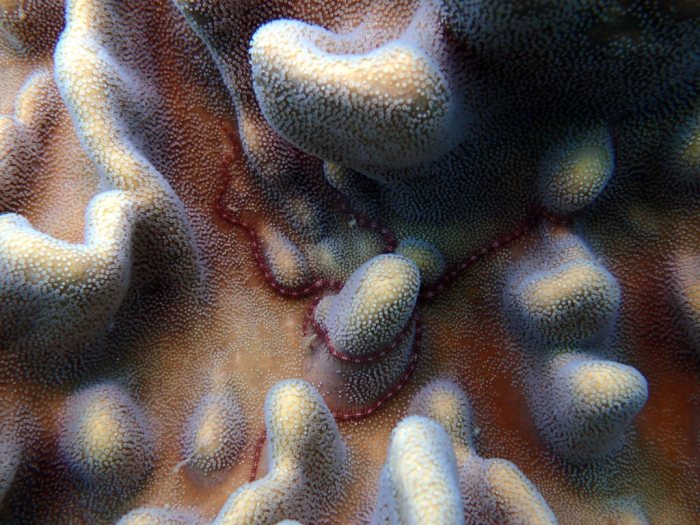 Ophiure