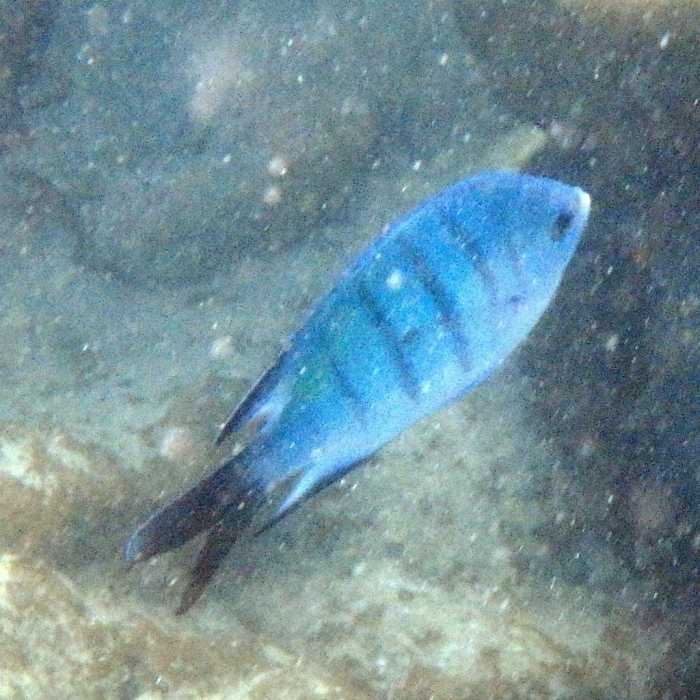 Abudefduf whitleyi