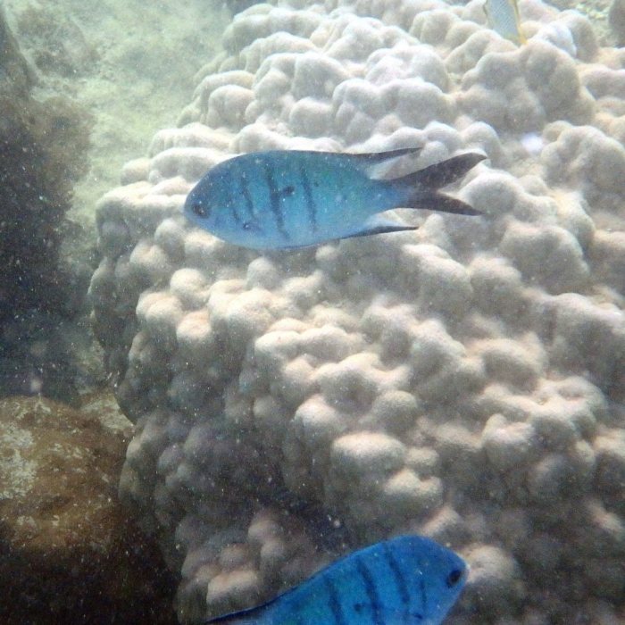 Abudefduf whitleyi