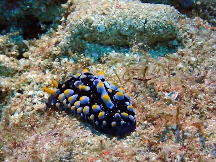 Phyllidia coelestis
