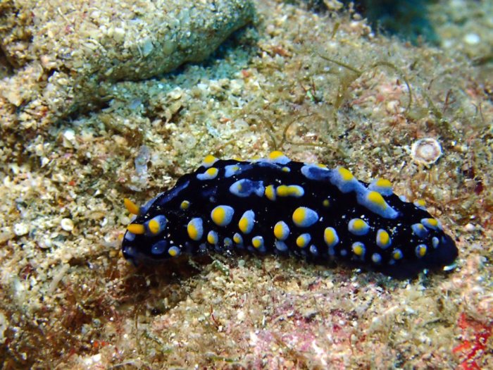 Phyllidia coelestis
