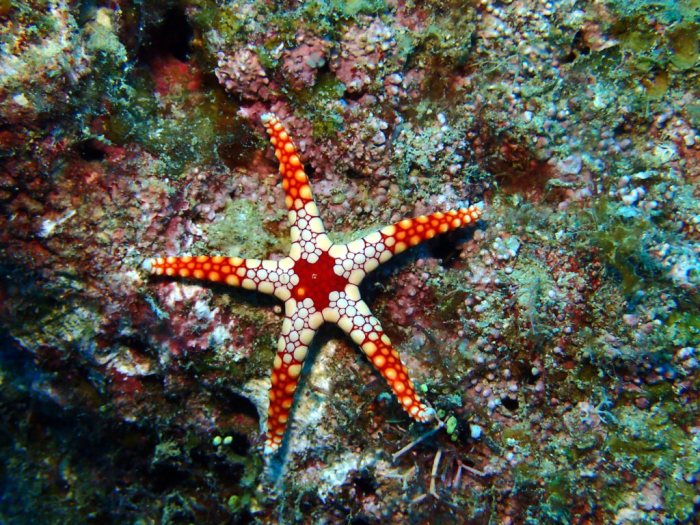 Fromia monilis