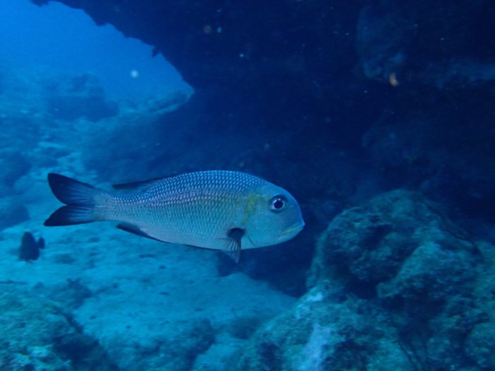 Monotaxis grandoculis