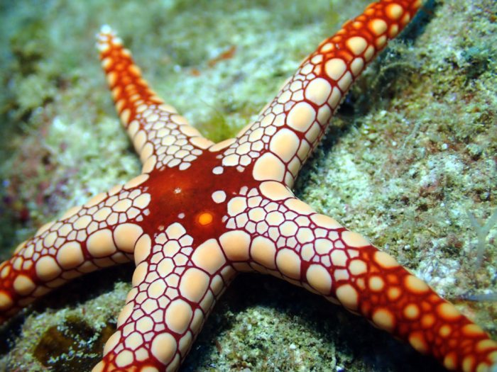 Fromia monilis