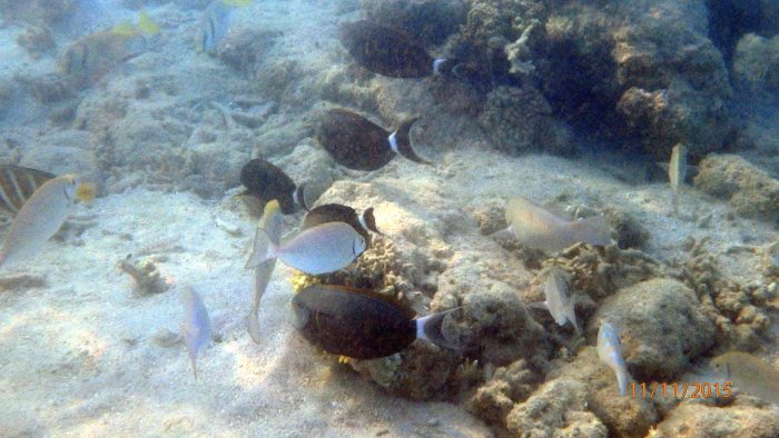 Acanthurus blochii