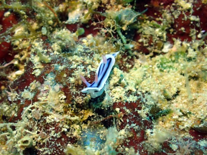 Chromodoris elisabethina