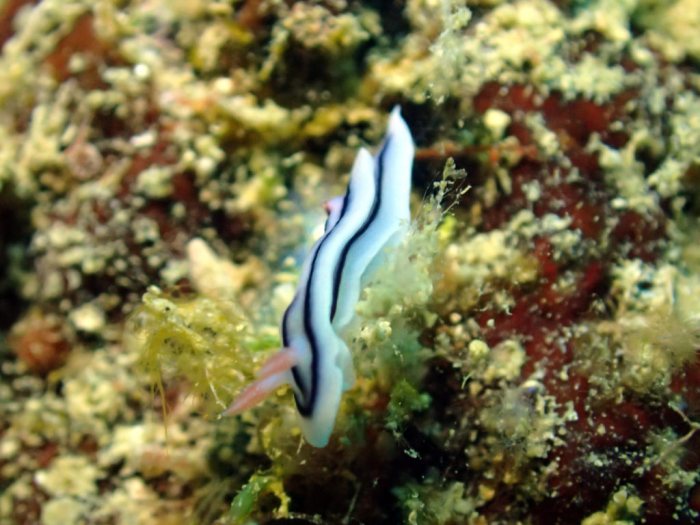Chromodoris lochi
