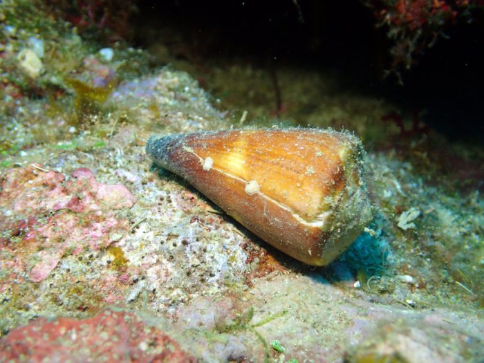 Mollusques