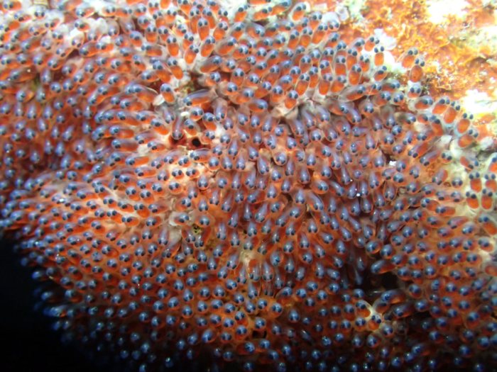 Amphiprion clarkii