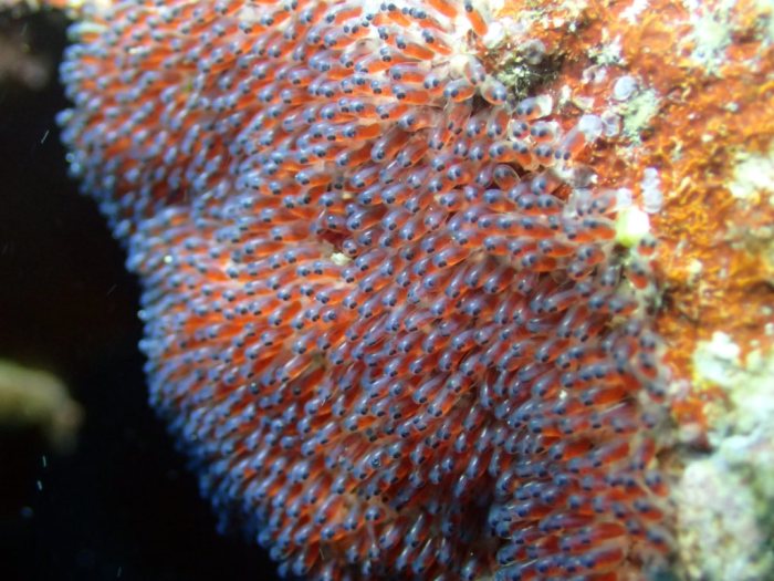 Amphiprion clarkii