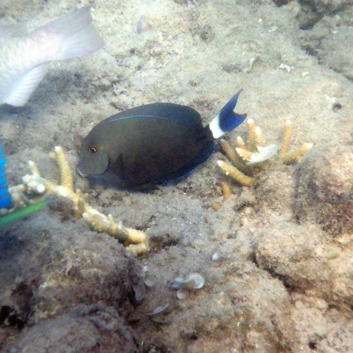 Acanthurus blochii