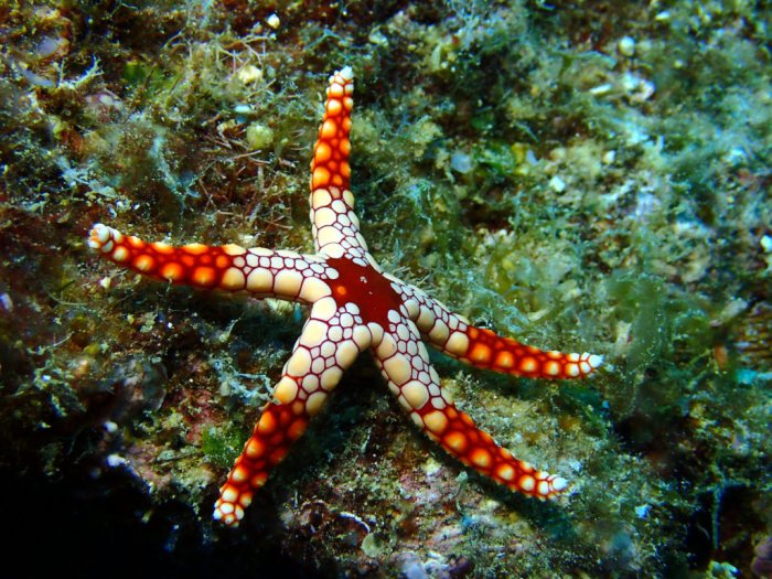 Fromia monilis