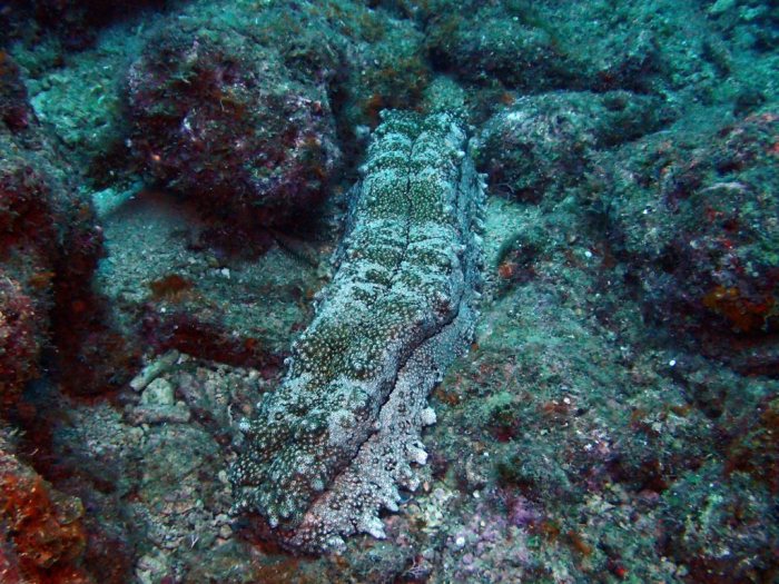 Thelenota anax