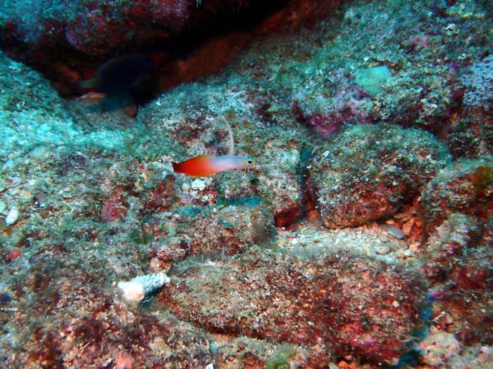 Nemateleotris magnifica
