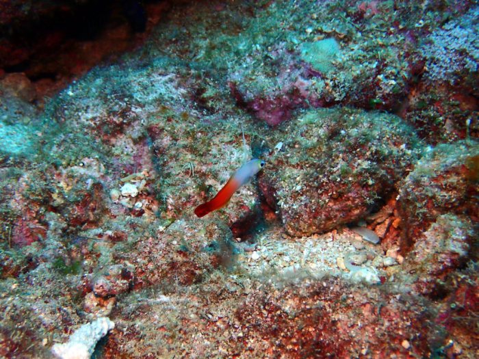 Nemateleotris magnifica