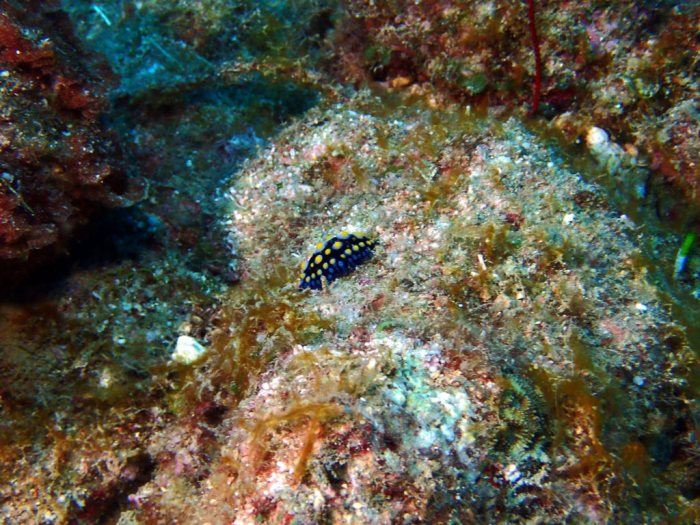 Phyllidia carlsonhoffi