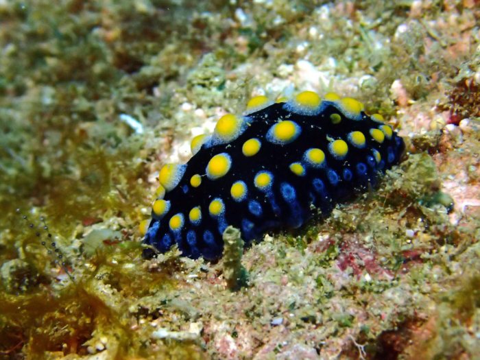 Phyllidia carlsonhoffi