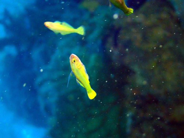Poissons osseux