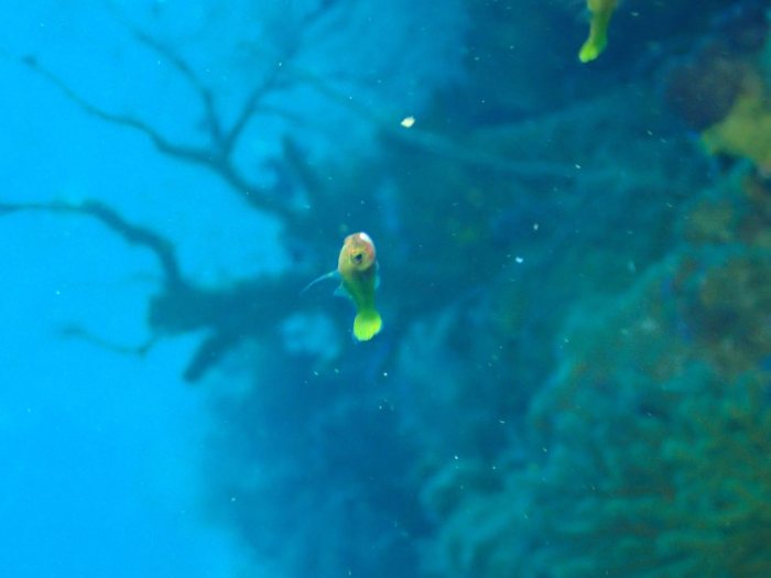 Poissons osseux