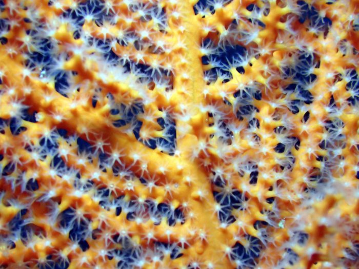 Cnidaires