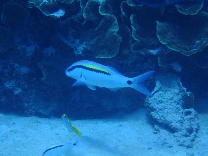 Parupeneus barberinus