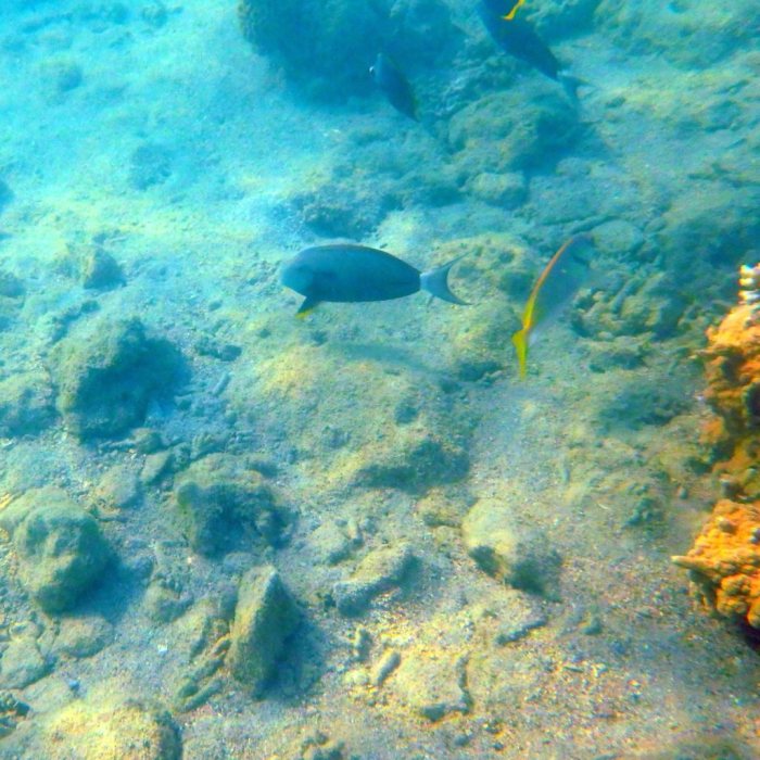 Acanthurus blochii