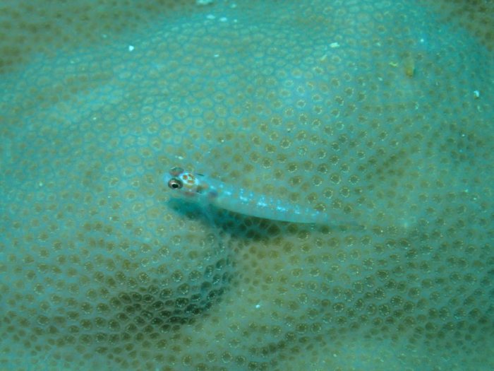 Poissons osseux