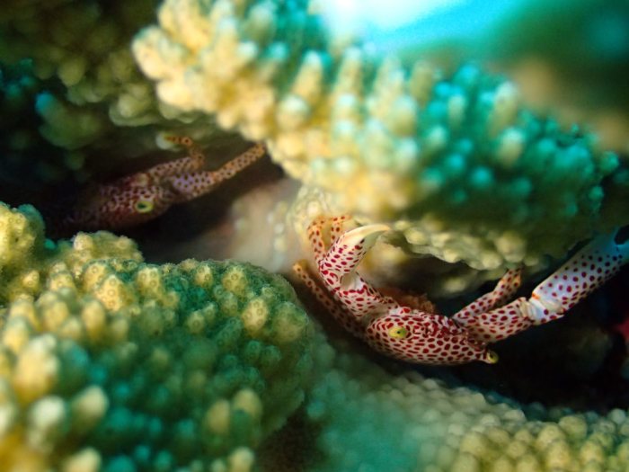 Trapezia rufopunctata
