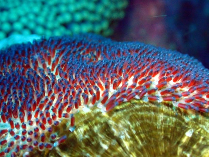 Amphiprion clarkii