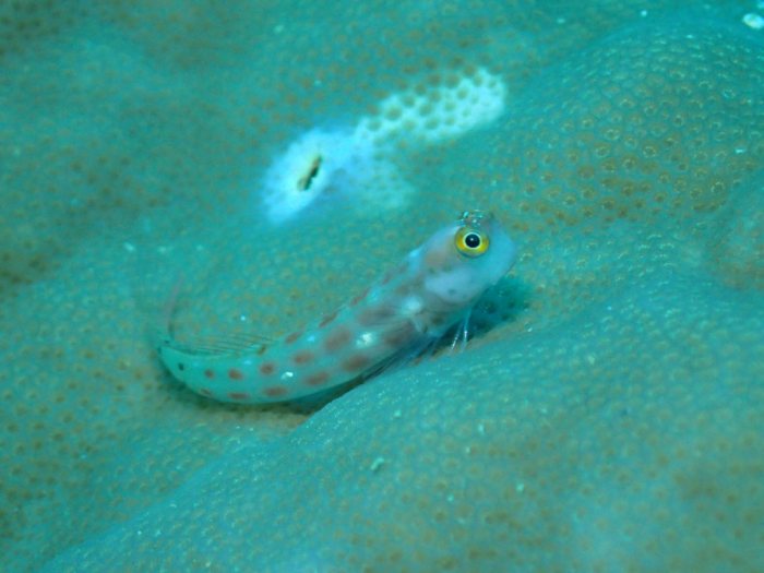 Ecsenius yaeyamaensis