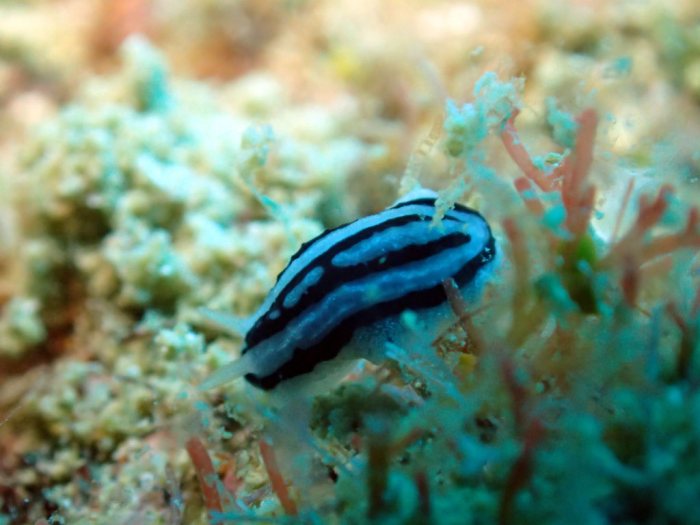 Phyllidiopsis xishaensis