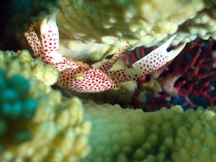 Trapezia rufopunctata
